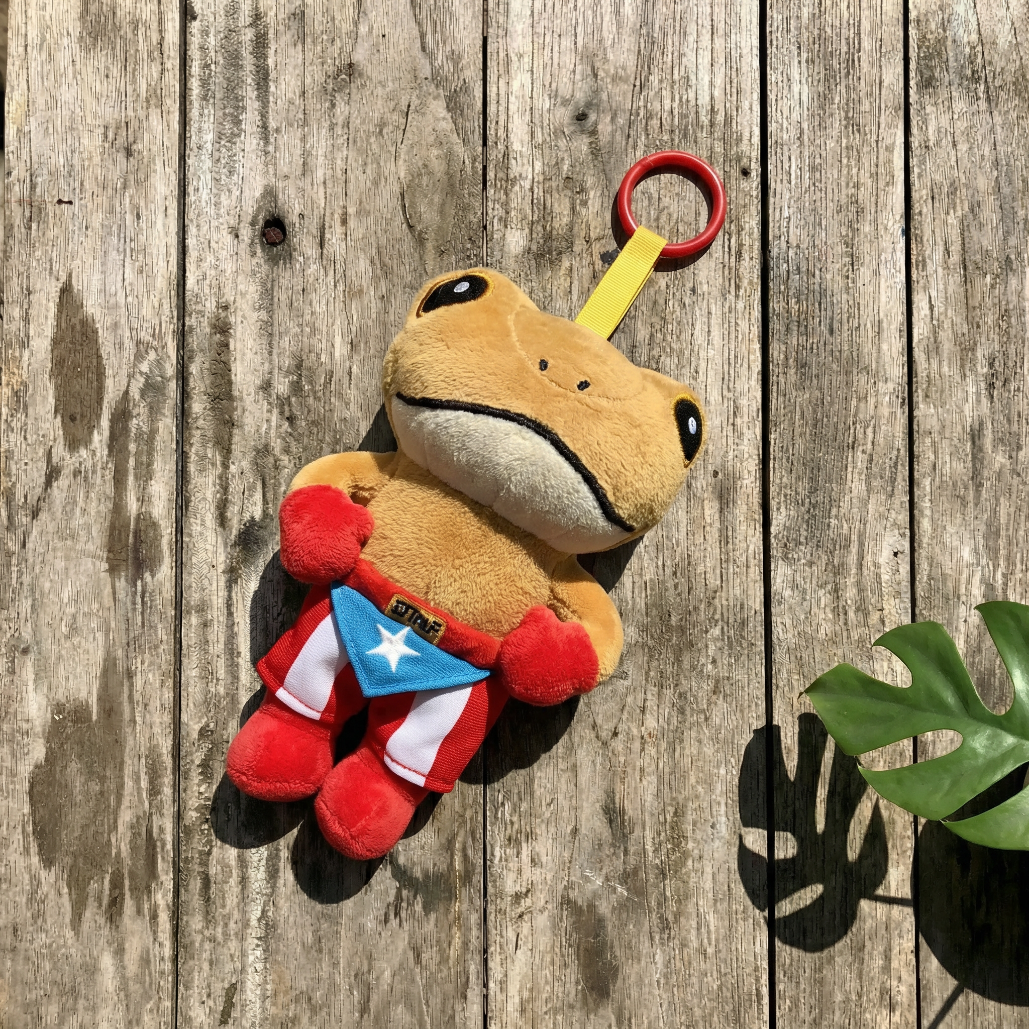Sapo Concho
